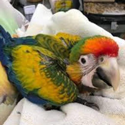 Catalina Macaw Baby Parrots- (Males/Females) - Image 2