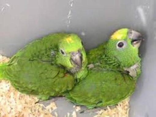 Double Yellow Headed  Amazon Baby Parrots-(Males/Females) - Image 2