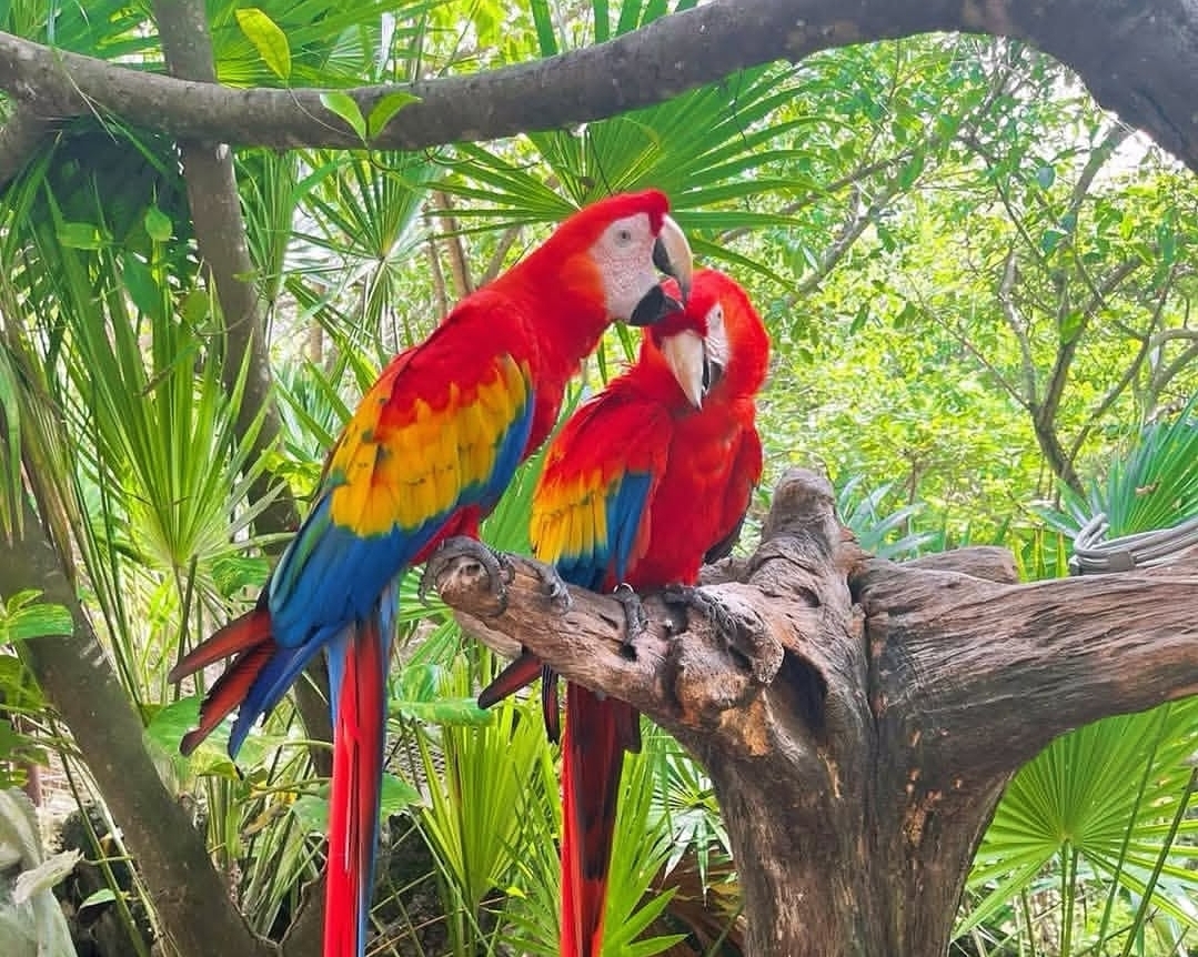 Bright Scarlet Macaw Parrots (Males and Females) with vibrant red, yellow, and blue feathers perched on a branch.