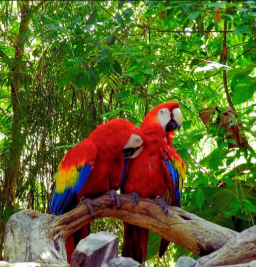 Bright Scarlet Macaw Parrots (Males and Females) with vibrant red, yellow, and blue feathers perched on a branch.