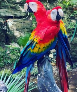 Scarlet Macaw Parrots-(Males/Females)