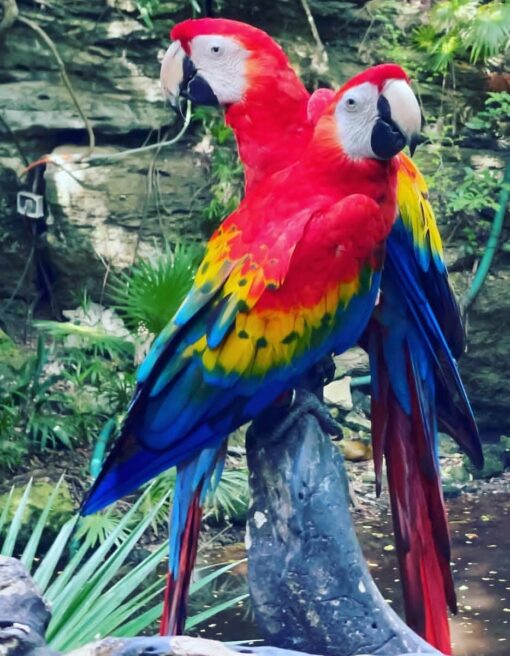 Bright Scarlet Macaw Parrots (Males and Females) with vibrant red, yellow, and blue feathers perched on a branch.