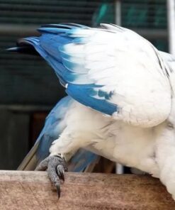 White Scarlet Macaw Parrots-(Males/Females)