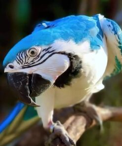 White Scarlet Macaw Parrots-(Males/Females)