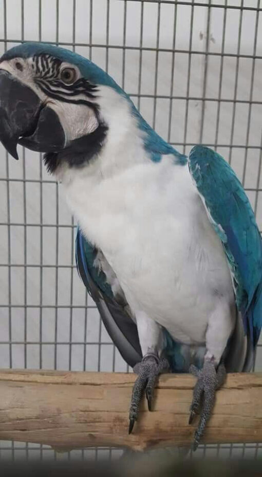 “White Scarlet Macaw Parrot (male and female) perched on a branch, showcasing vibrant white and scarlet feathers with bright eyes and strong beaks.”