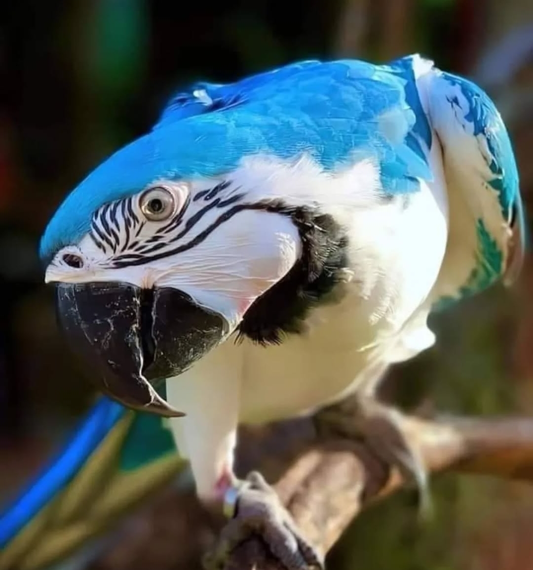 “White Scarlet Macaw Parrot (male and female) perched on a branch, showcasing vibrant white and scarlet feathers with bright eyes and strong beaks.”