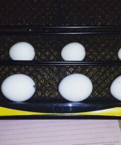 Fertile Green-Winged Parrot Macaw Eggs