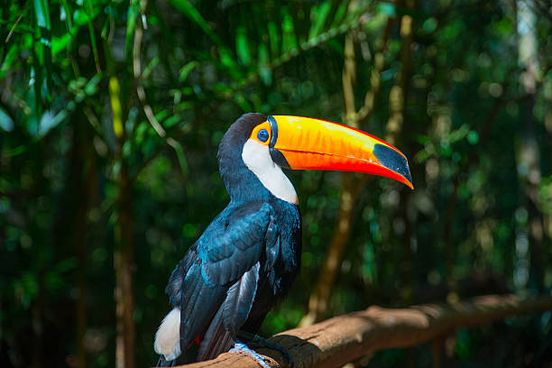 “Brightly colored Toco Toucan perched on a branch, showcasing its large orange beak and glossy black and white feathers.”