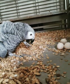 Fertile African Grey Parrot Eggs