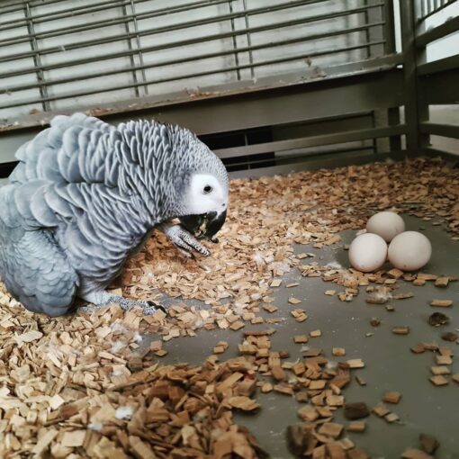 “Close-up of fertile African Grey parrot eggs in a carefully maintained incubator, ready for hatching healthy, DNA-tested chicks.”