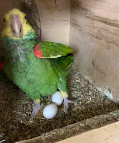 Fertile  Amazon Parrot Eggs