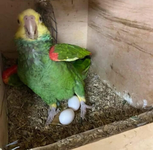 “Close-up of fertile Amazon parrot eggs, 3 days old, carefully incubated and DNA sex-tested for male and female identification.”