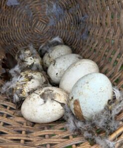 Fertile Authentic Ruppell’s Griffon Vulture Eggs