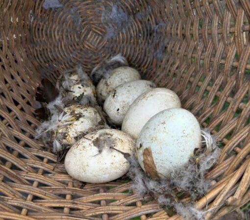 Close-up image of fertile authentic Ruppell's Griffon Vulture eggs, carefully arranged and ready for incubation.