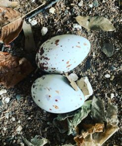 Fertile Black Vulture Eggs