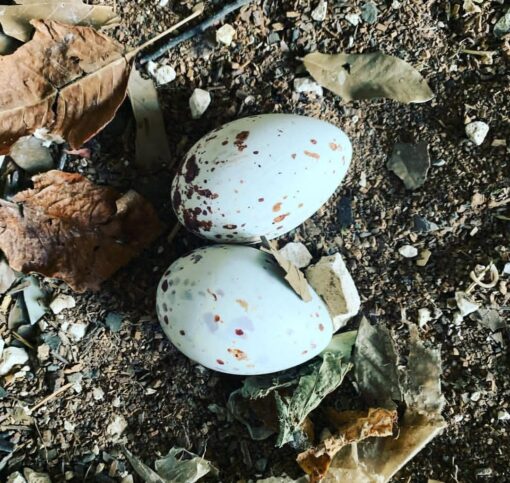 "Close-up of fertile black vulture eggs, carefully incubated and DNA sex-tested, ready for breeding and conservation programs."