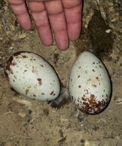 Fertile Black Vulture Eggs