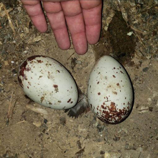 "Close-up of fertile black vulture eggs, carefully incubated and DNA sex-tested, ready for breeding and conservation programs."
