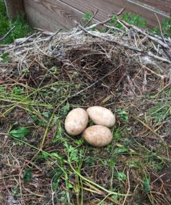 Fertile Black palm Cockatoo Parrot Eggs