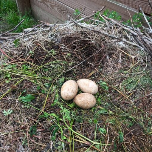 Close-up image of fertile Black Palm Cockatoo parrot eggs resting gently in a nest, ready for incubation and hatching.