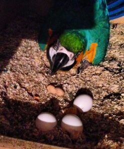 Fertile Blue And  Gold Macaw Parrot Eggs