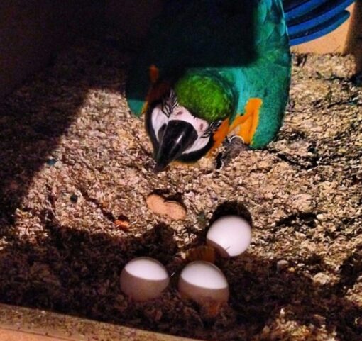 Close-up image of fertile Blue and Gold Macaw parrot eggs carefully nestled in a soft, secure incubator tray, ready for hatching.
