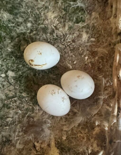 “Close-up of fertile Blue Throated Macaw parrot eggs, freshly laid and carefully incubated for hatching.”