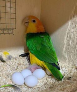 Fertile Caique Parrot  Eggs