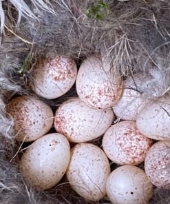 Fertile Cinereous Vulture Eggs