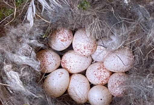 “Close-up image of fertile Cinereous Vulture eggs carefully placed in a nest, ready for incubation and hatching.”