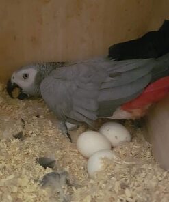 Fertile Congo African Grey Parrot Eggs