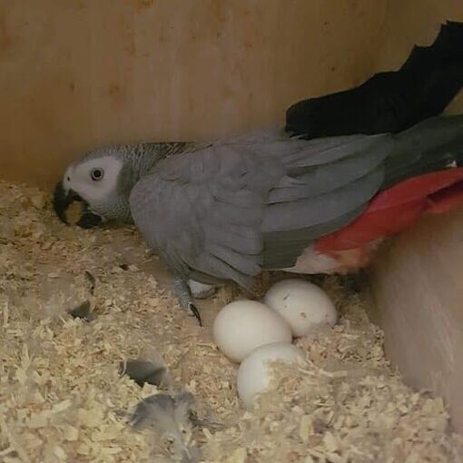 “Close-up of fertile Congo African Grey parrot eggs ready for incubation, sourced from DNA-tested healthy breeding pairs.”