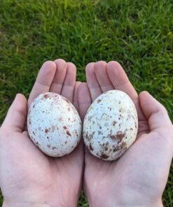 Fertile Eagle Eggs