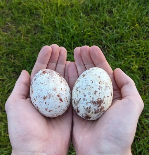 Close-up image of fertile eagle eggs carefully arranged, ready for incubation, representing high-quality, DNA-tested breeding stock.