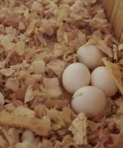 Fertile Gang Gang Cockatoo Parrot Eggs