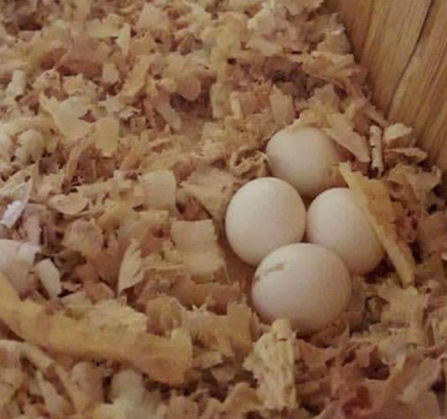 Fertile Gang Gang Cockatoo parrot eggs, freshly laid, DNA sex-tested, and ready for incubation to ensure healthy chick hatching.