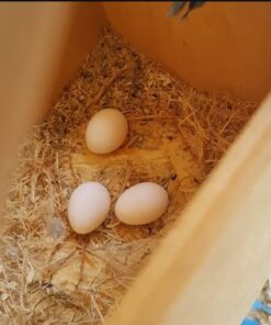 Fertile Green Thiged Caiques Eggs