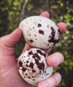 Fertile Gyrfalcon Eggs