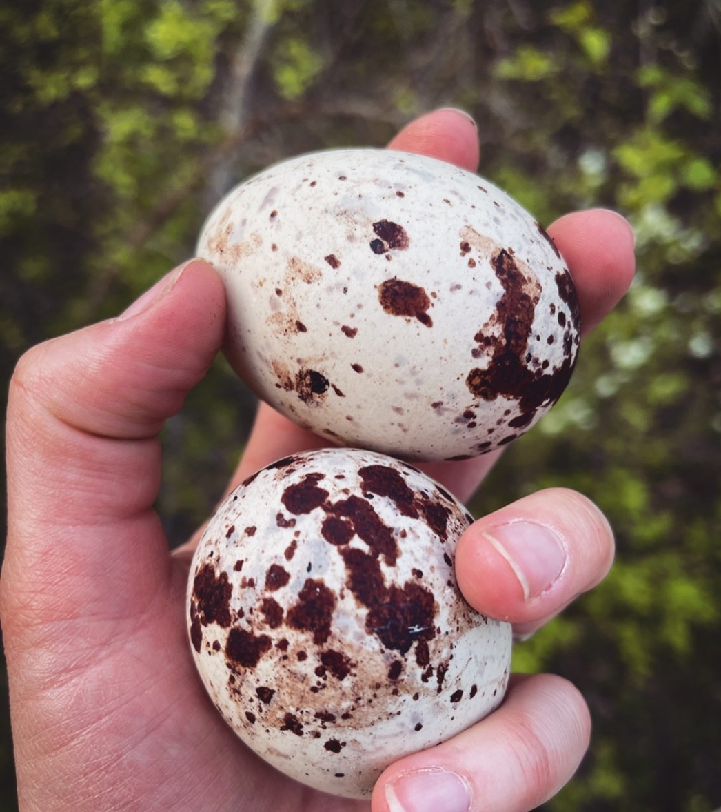 “Close-up of fertile Gyrfalcon eggs carefully incubated, ready for hatching rare Arctic falcon chicks.”