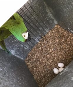 Fertile Hahns Macaw Parrot Eggs