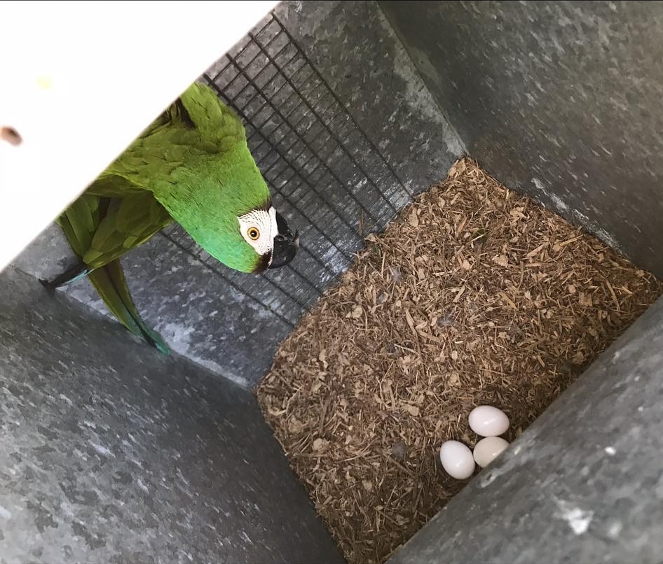 Close-up image of fertile Hahns Macaw parrot eggs, carefully incubated and ready for breeding vibrant blue and yellow macaw chicks.