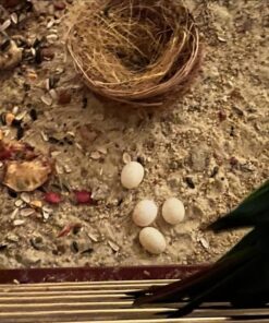 Fertile Harris Bird Eggs
