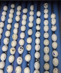 Fertile Hyacinth Macaw Parrot  Eggs