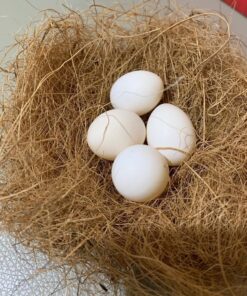 Fertile Lovebirds Eggs