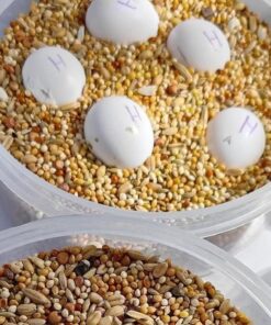 Fertile Moluccan Cockatoo Parrot Eggs