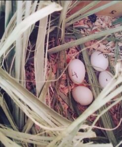 Fertile Quakers Parrot Eggs