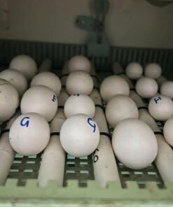 Fertile Scarlet Macaw Parrot Eggs