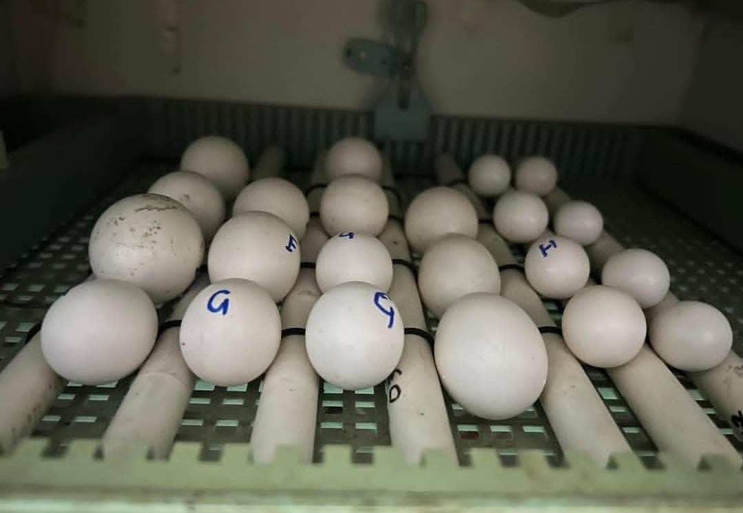 “Close-up of fresh fertile Scarlet Macaw parrot eggs, medically and DNA sex tested, ready for incubation and guaranteed safe delivery.”