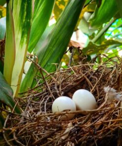 Fertile Severe Macaw Parrot Eggs