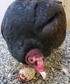 Fertile Turkey Vulture Eggs